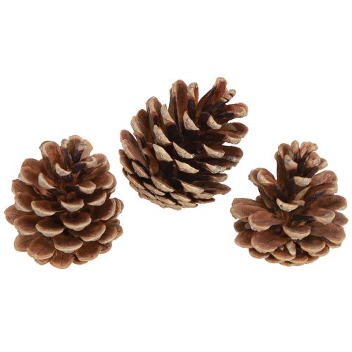 Pinhas pretas pinhas decorativas naturais 5-8cm 250g