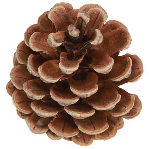 Itens Pinhas pretas pinhas decorativas naturais 5-8cm 250g