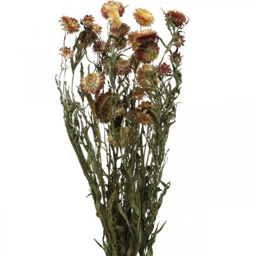 Itens Flor de palha Amarelo, vermelho seco Helichrysum flor seca 50cm 60g