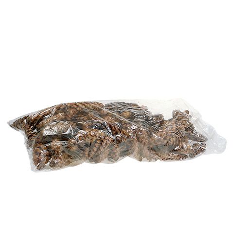 Itens Cones Strobus 15 - 20cm pintados 100 peças