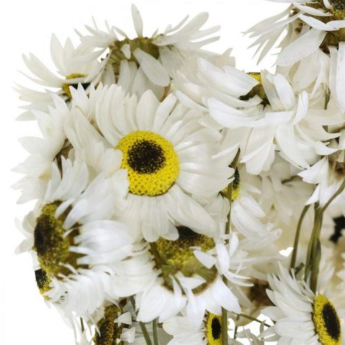 Itens Acroclinium Branco, plantas secas, flores de palha, floricultura seca L20–40cm 25g