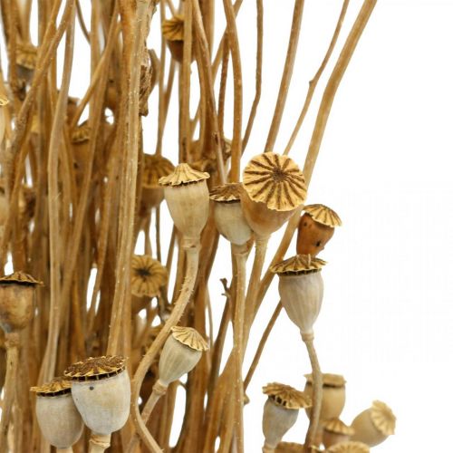 Floristik24 Flores secas cápsulas de sementes de papoula natureza seca selvagem decoração seca bando 100g