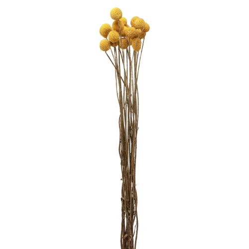 Itens Flores secas Craspedia secas, coxinhas amarelas 50cm 20 unid.