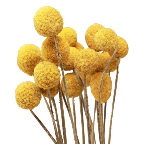 Itens Flores secas Craspedia secas, coxinhas amarelas 50cm 20 unid.