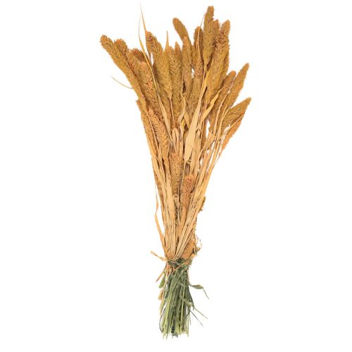 Itens Flores secas, Setaria Pumila, cerdas de milheto laranja 72cm 225g