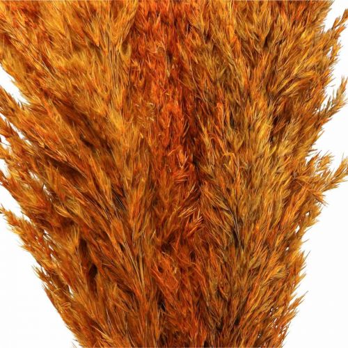 Itens Grama seca junça grama decorativa seca laranja 70cm 10 un