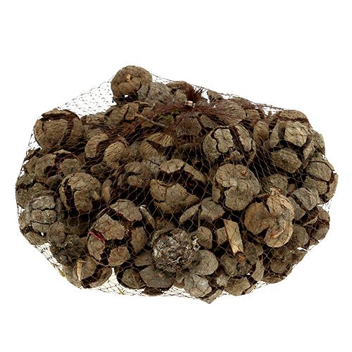 Itens Cones de cipreste natureza 3cm 500g