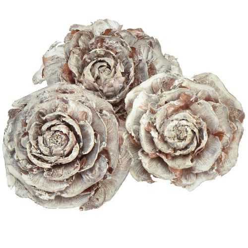 Floristik24 Cones de cedro cortados como rosa cedro rosa 4-6cm branco/natural 50 peças