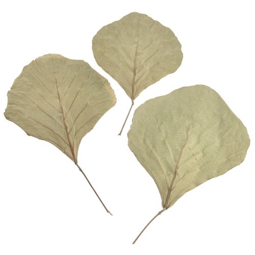 Folhas de cobra secas verdes naturais 15 cm – 17 cm 50 unidades