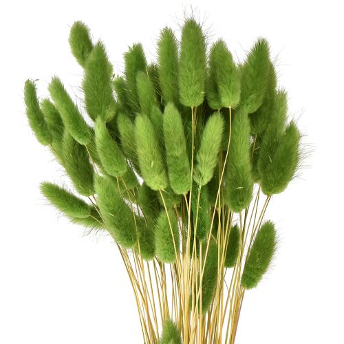 Grama cauda de coelho grama ornamental Lagurus verde oliva C65cm 50g