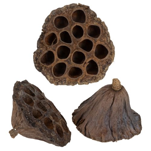 Itens Bulbo de lótus grande 100 unidades natural