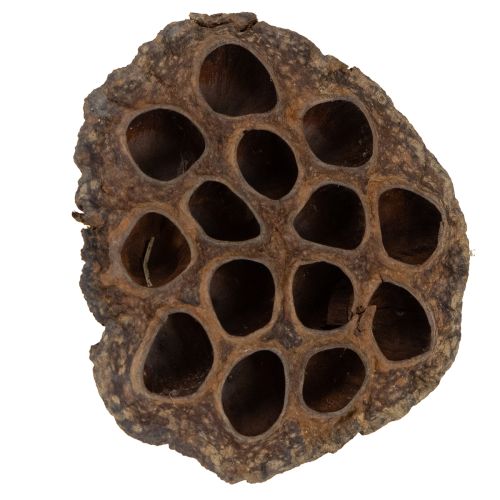 Itens Bulbo de lótus grande 100 unidades natural