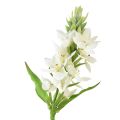 Floristik24 Jardim de flores artificiais estrela de leite flor artificial branca 50cm
