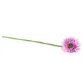 Floristik24 Flores Artificiais Gerbera Jardim Flores Artificiais Roxas 47cm