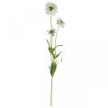 Floristik24 Flor artificial escabiose flor de jardim branca ramo H64cm com 3 peças