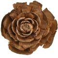 Floristik24 Cones de cedro cortados em forma de rosa cedro rosa 4-6cm natural 50 peças.