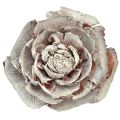 Floristik24 Cones de cedro cortados como rosa cedro rosa 4-6cm branco/natural 50 peças