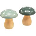 Floristik24 Cogumelos de madeira cogumelos decorativos agáricos mosca de madeira verde hortelã 5 cm 8 unidades