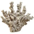 Floristik24 Decoração detalhada de coral em poliresina na cor cinza - 26 cm - elegância marítima para sua casa