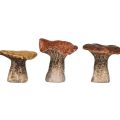 Floristik24 Figuras decorativas de cogumelo inspiradas na natureza em um conjunto de 3 - vários tons de marrom, 6,4 cm - detalhes encantadores para o jardim e a casa